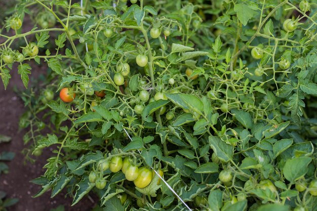 Pomodorini verdi non maturi in giardino