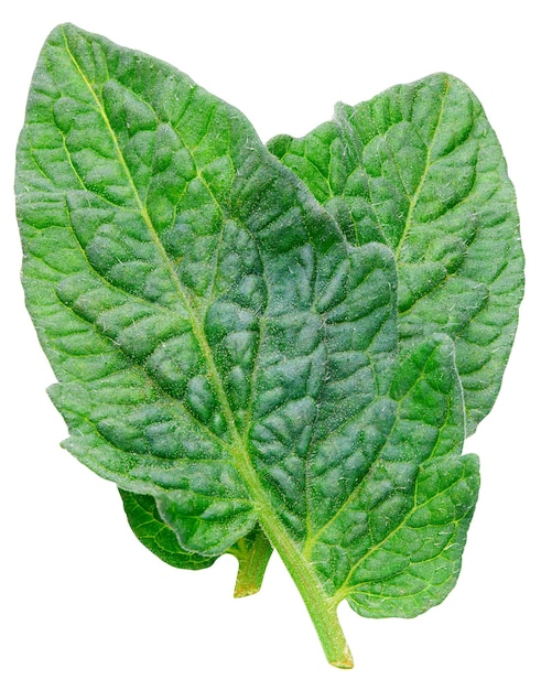 Pomodoro a foglia Leaf clipping path Pomodoro biologico foglia macro foto in studio Piena profondità di campo