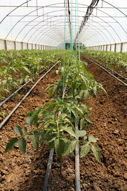 Pomodoro che coltiva in serra