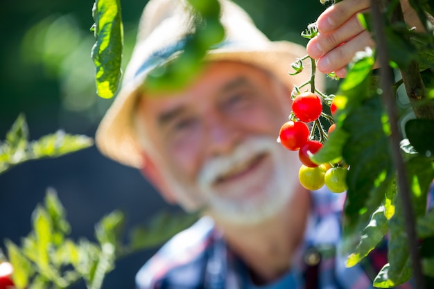 Pomodoro ciliegia della tenuta dell'uomo senior nel giardino