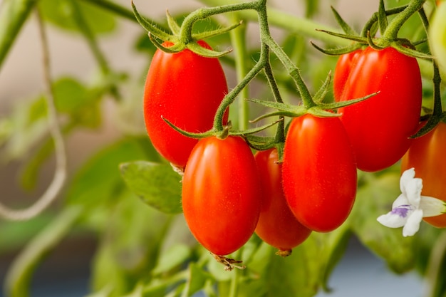 Pomodoro ciliegia fresco su un ramo nel giardino.