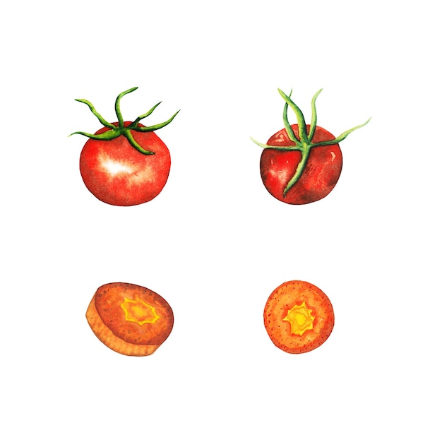 Pomodoro ciliegino rosso disegnato a mano dell'acquerello e verdura insieme della carota tagliata arancia isolata sul retro bianco