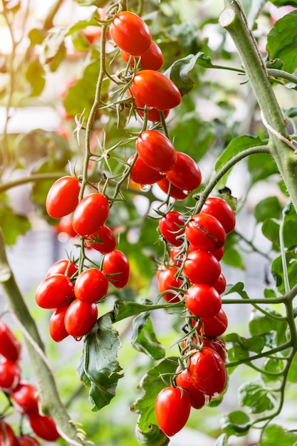 pomodoro ciliegio rosso