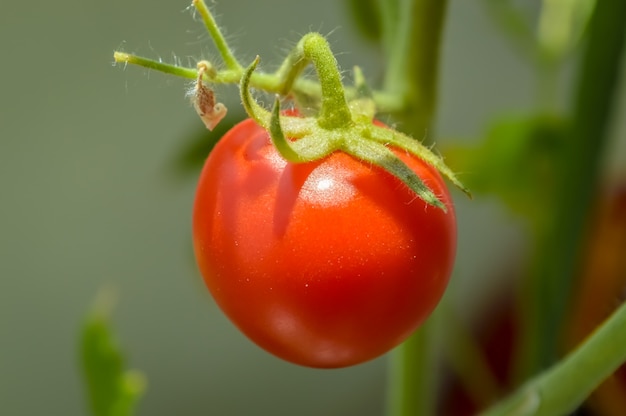 Pomodoro di ciliegia organico crudo fresco sulla vite