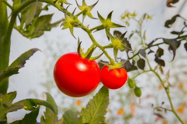 pomodoro fresco in immagine fattoria da vicino
