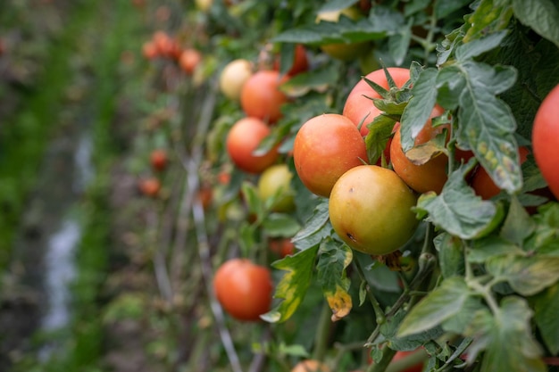 Pomodoro maturo o immaturo su un albero di pomodoro in un campo