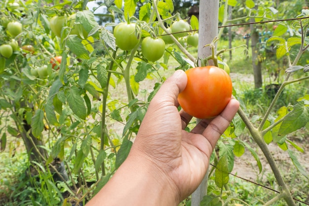 Pomodoro raccolto a mano umano