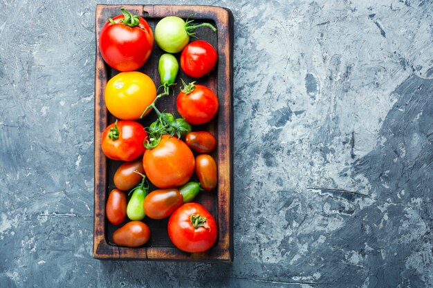 Pomodoro raccolto estivo