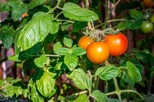 Pomodoro rosso di crescita in serra