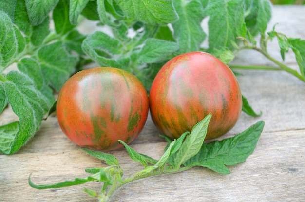 Pomodoro rosso gustoso tigerella