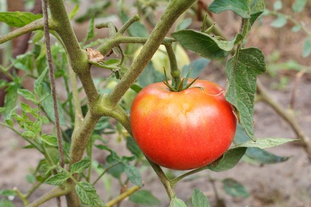 Pomodoro rosso maturo che cresce sul letto del giardino. Pomodori in serra. Il pomodoro su un ramo. Profondità di campo.