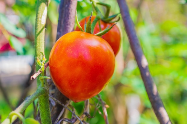 Pomodoro rosso maturo in orto biologico