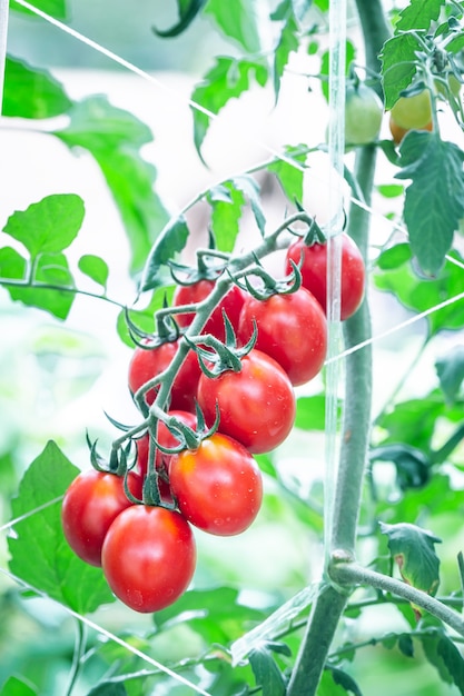 Pomodoro rosso maturo nell&#39;agricoltura delle serre