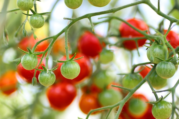 Pomodoro sul raccolto del ramo