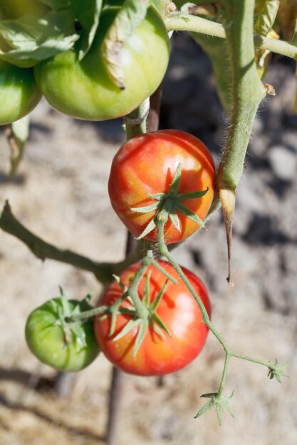 Pomodoro verde e rosso sul cespuglio in giardino