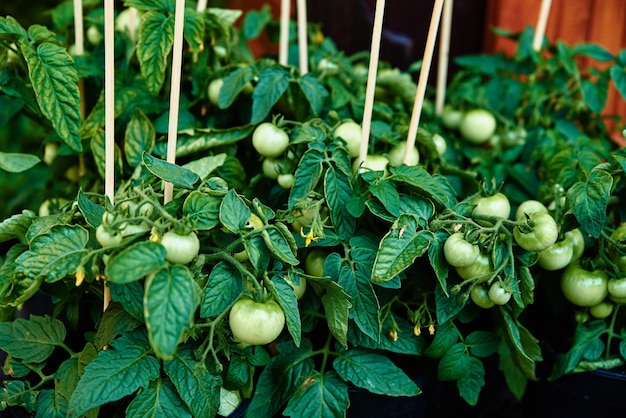 Pomodoro verde in vaso da vendere alle piante del mercato dell'agricoltore per le piantine