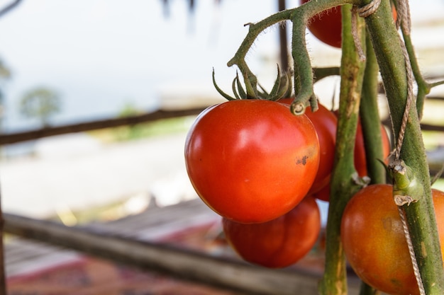 Pomodoro