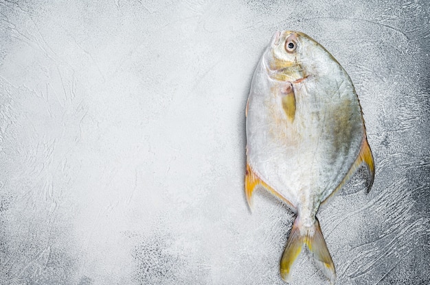 Pompano fresco del pesce crudo sul tavolo da cucina. Sfondo bianco. Vista dall'alto. Copia spazio.