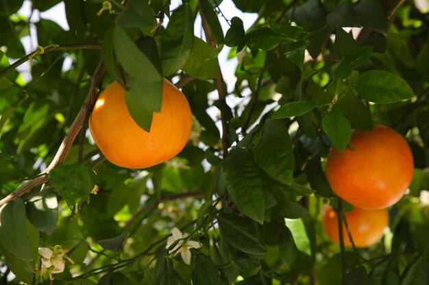 Pompelmi maturi freschi che crescono sull'albero all'aperto