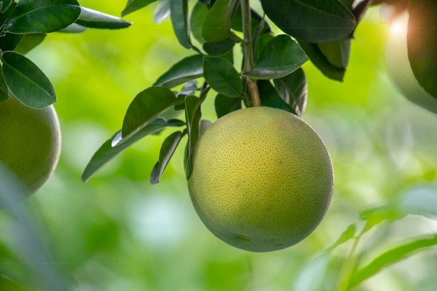 Pompelmo albero pompelmo sodo grassoccio