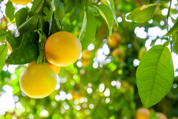 Pompelmo maturo giallo su un ramo di albero nel frutteto.