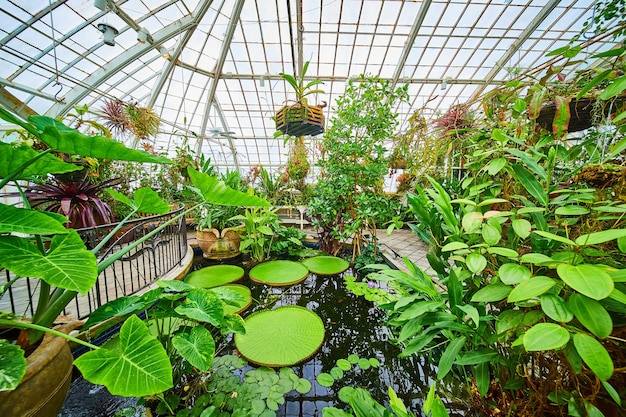 Pond con piante di gigli d'acqua piccole e grandi con vasi appesi sopra la testa e soffitto di serra