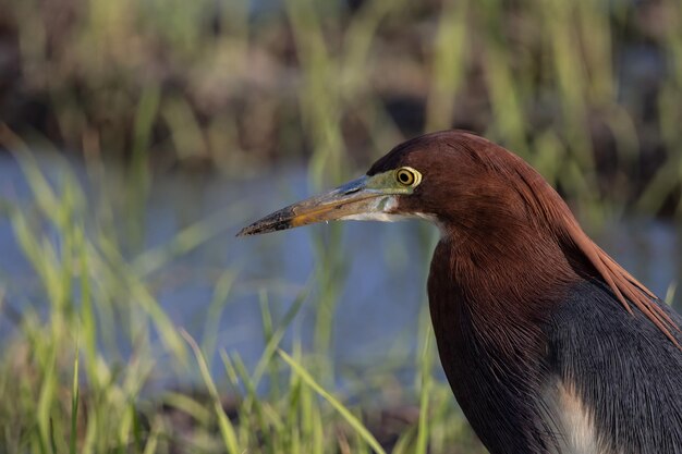 Pondheron cinese Ardeola bacco Ritratto animale