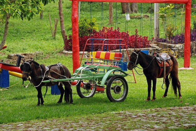 Poney, cavallino