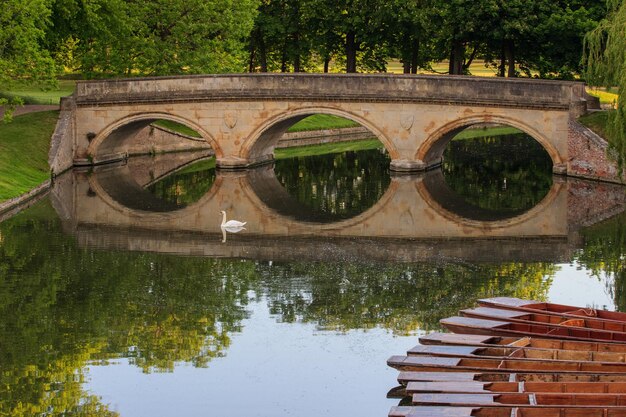 Ponte ad arco sul fiume contro gli alberi