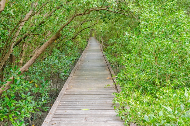 Ponte alla foresta di mangrovie