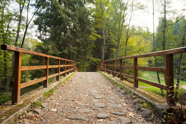 Ponte con ringhiere che conducono verso la foresta