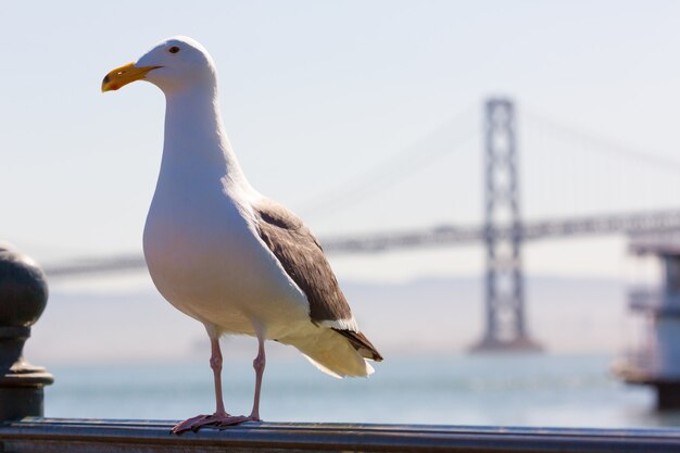 Ponte della baia del gabbiano di San Francisco al pilastro 7 California