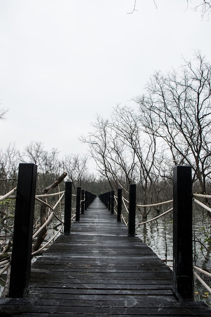 Ponte della passerella della foresta di mangrovie