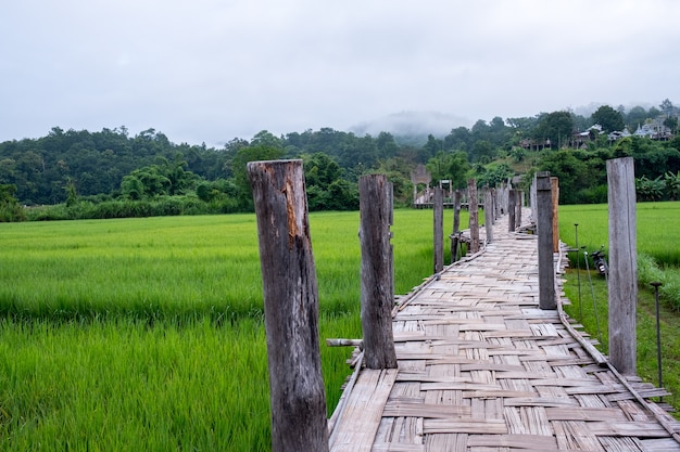 Ponte di bambù fatto a mano. Ampliato al campo di riso della Thailandia.