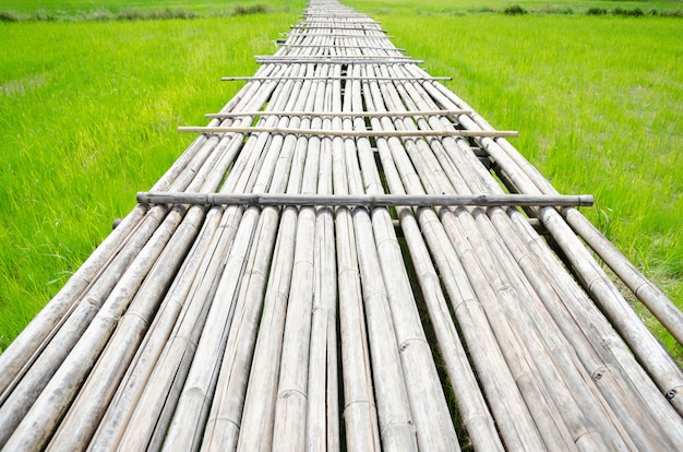 Ponte di bambù secco per attraversare il campo di riso verde