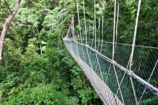 Ponte di corda