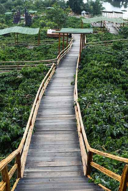 Ponte di legno all'interno del campo di caffè a Da Lat in Vietnam