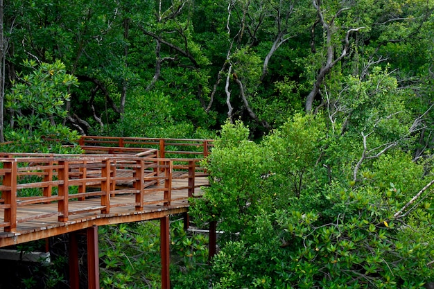 ponte di legno e albero verde