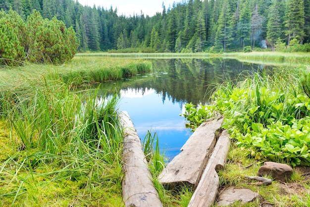 Ponte di legno in acqua blu in un lago della foresta con alberi di pino