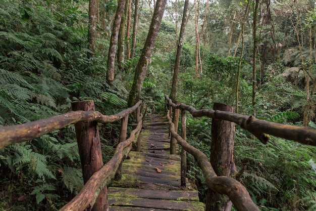 ponte di legno in una foresta con enormi alberi verdi