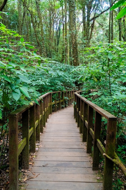 ponte di legno nella foresta a Kew Mae Pan Nature Trail, Chiang Mai, Thailandia