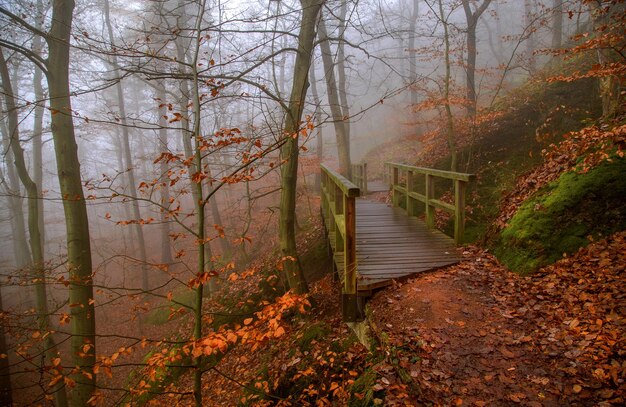 ponte di legno nella foresta autunnale