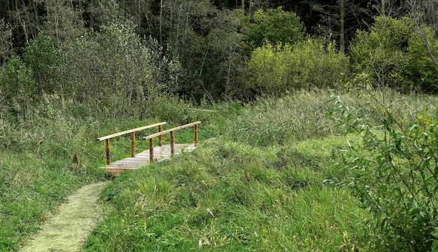 Ponte di legno nella foresta naturale tra erba e alberi