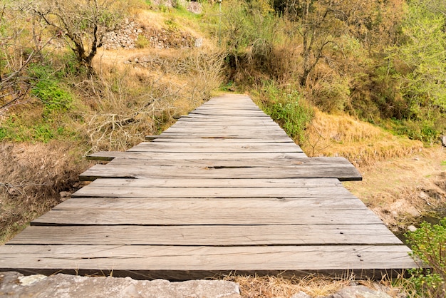 Ponte di legno nella foresta