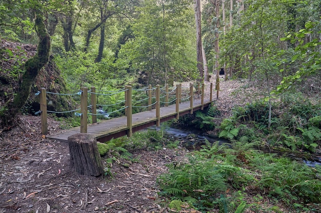 Ponte di legno su un piccolo fiume nel mezzo di una foresta in Galizia.