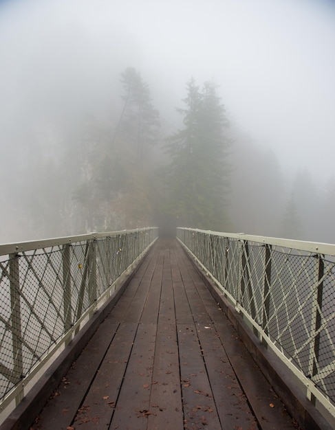 Ponte e nebbia nella foresta