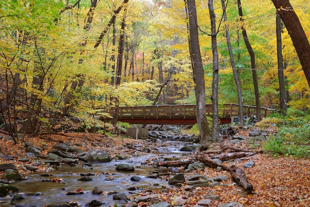 Ponte in legno autunnale