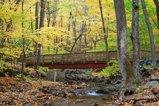 Ponte in legno autunnale