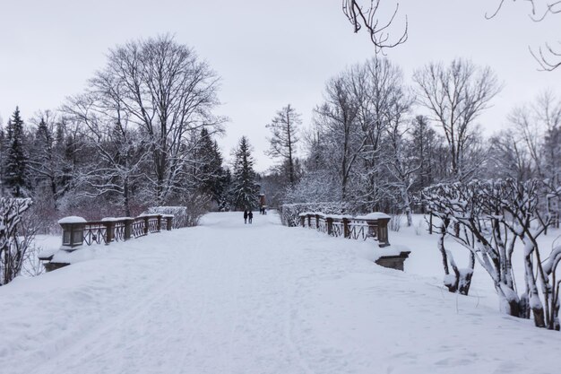 Ponte innevato in Alexander Park a Pushkin