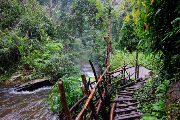 Ponte naturale in legno che attraversa il ruscello della foresta pluviale tropicale nel parco nazionale della Thailandia